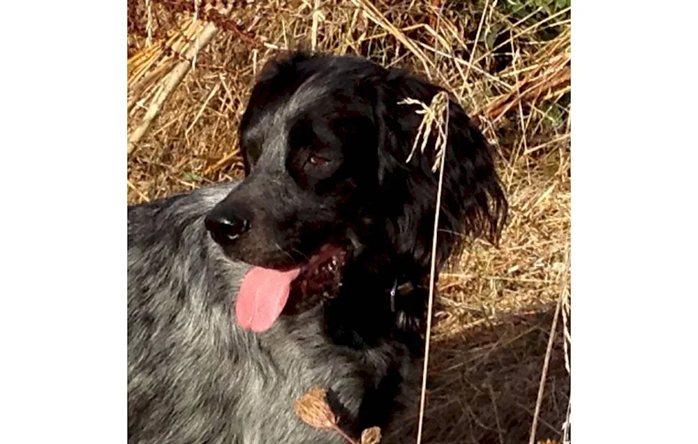 Blue Picardy spaniel