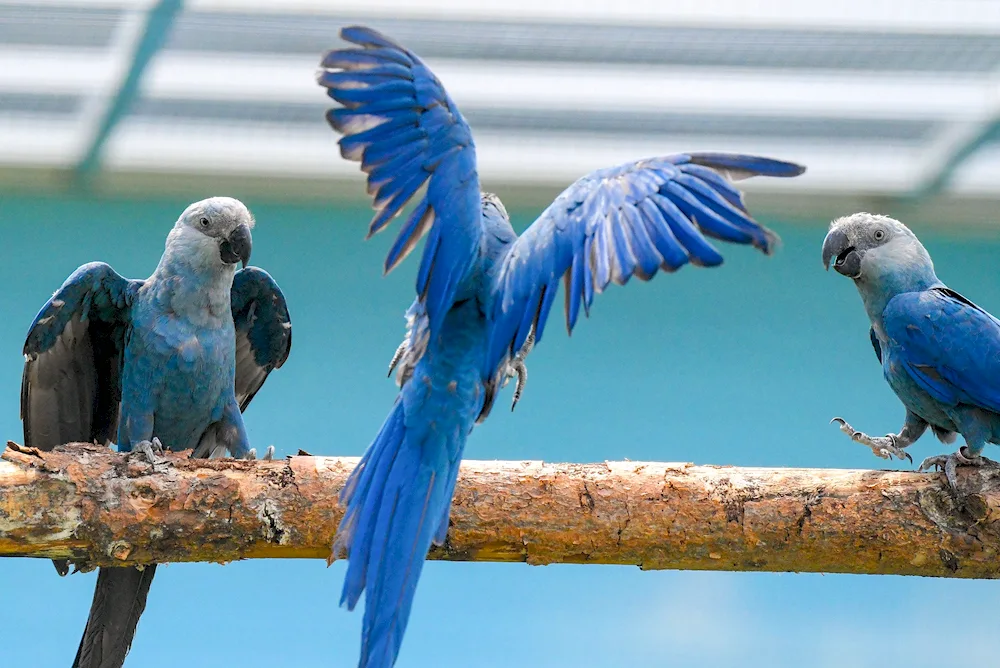 Hyacinth parrot ara