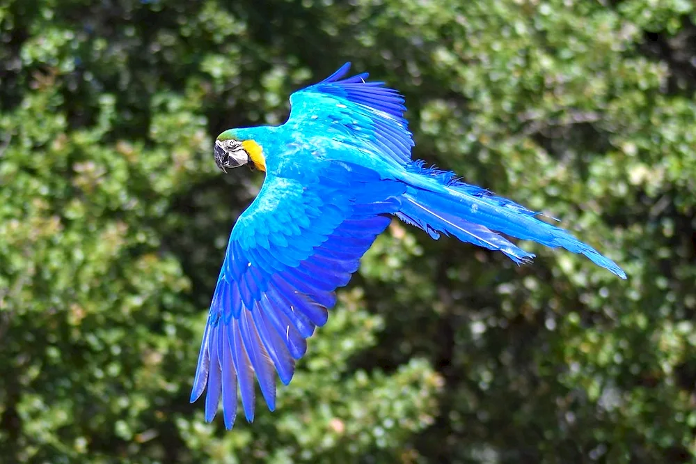 Cichlidae parrot Parrot