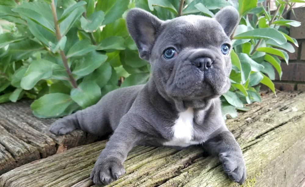 French bulldog dog Bulldog