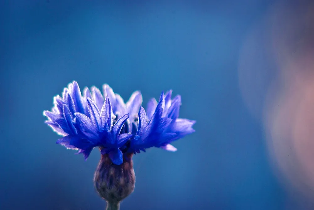 Blue cornflower