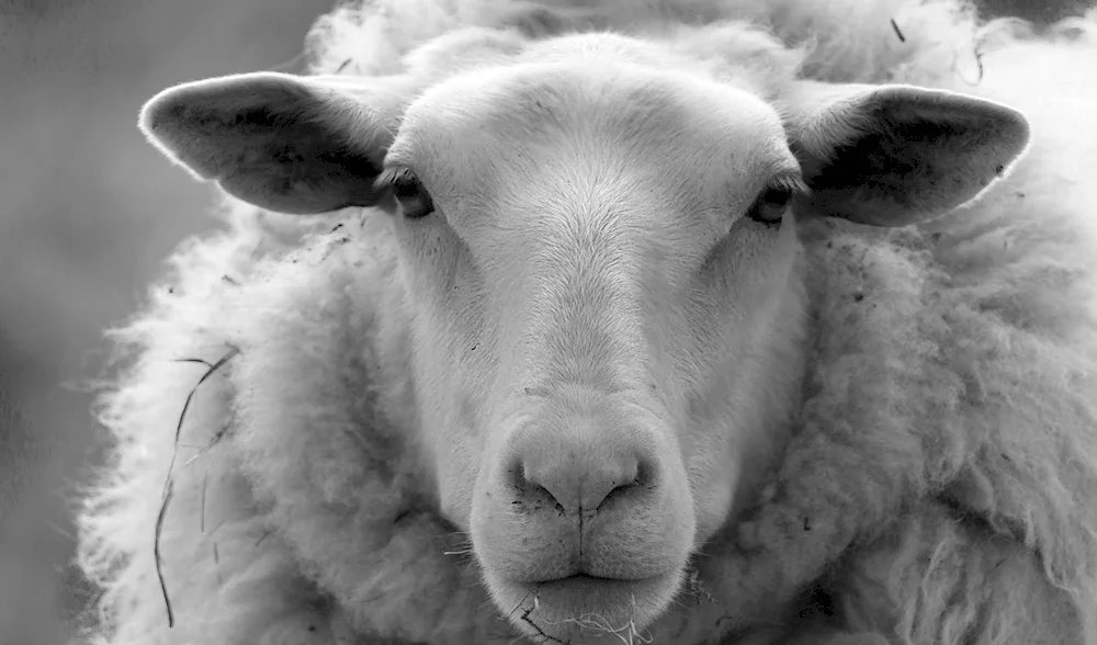 Curly Sheep