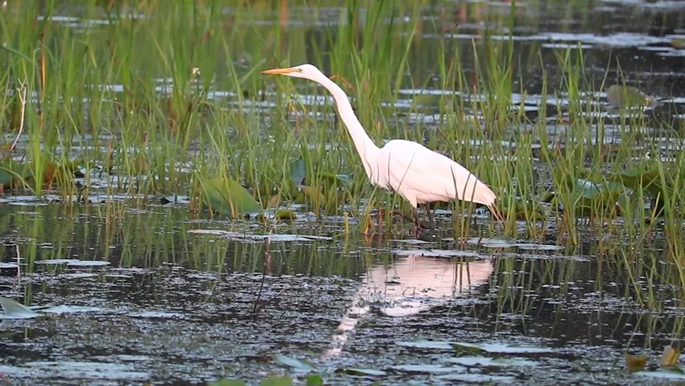 Indian marsh heron