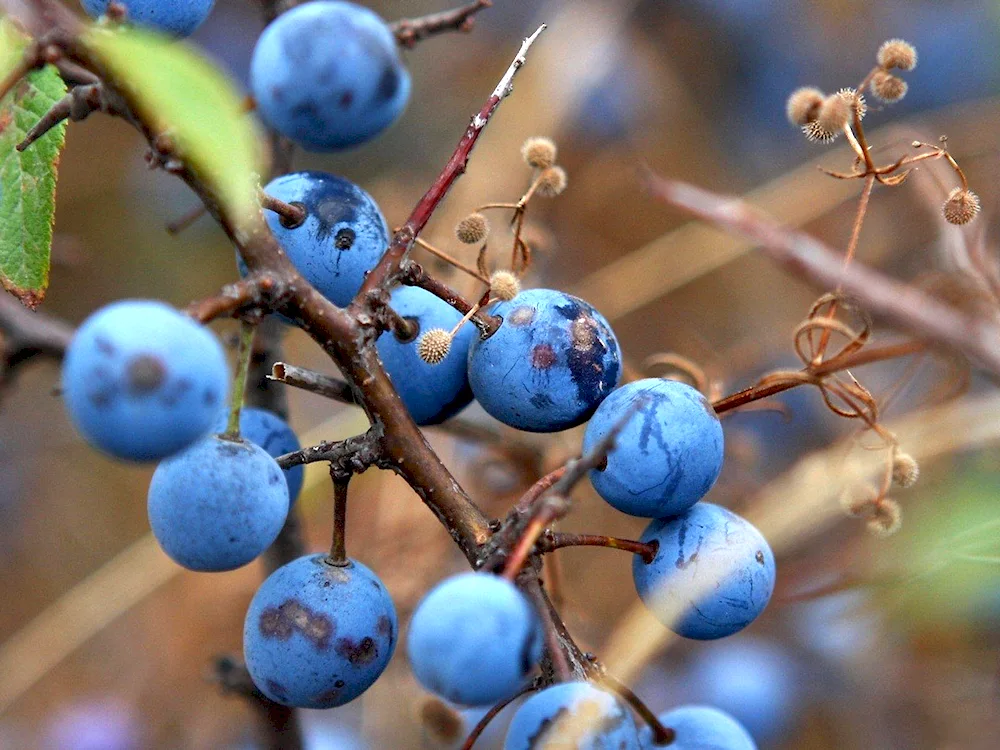 Blue fruits and vegetables