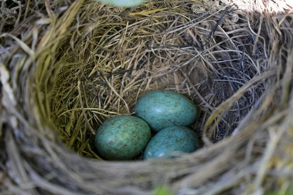 Pepper eggs are hatched by birds.