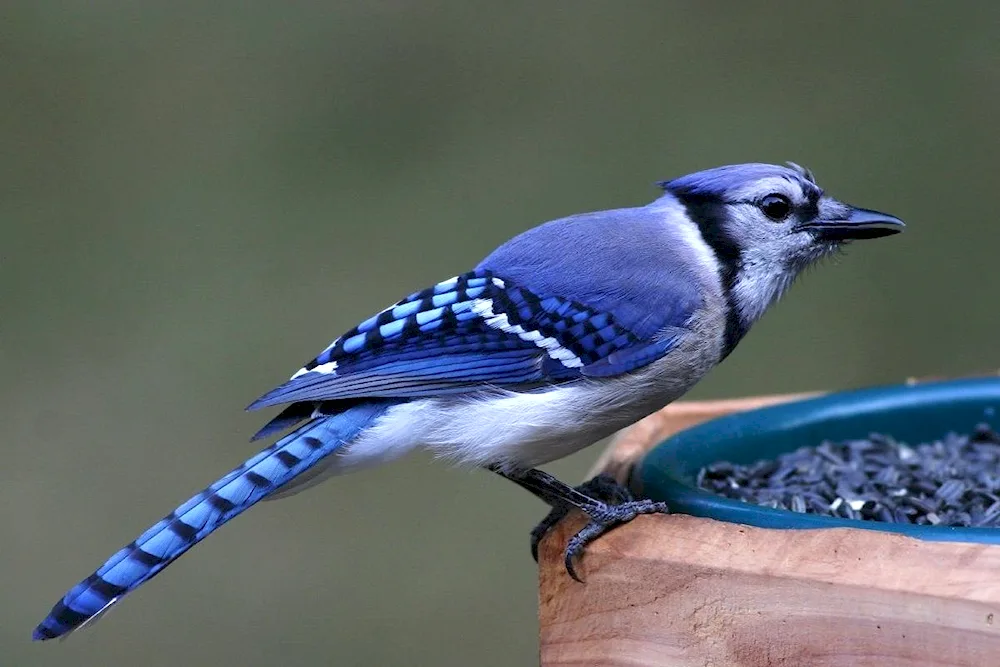 Steller's black-headed blue jay