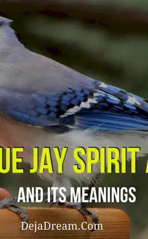 ‘Blue jays"