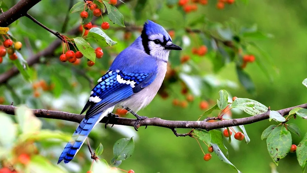 Blue jay