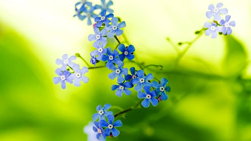 Blue flowers