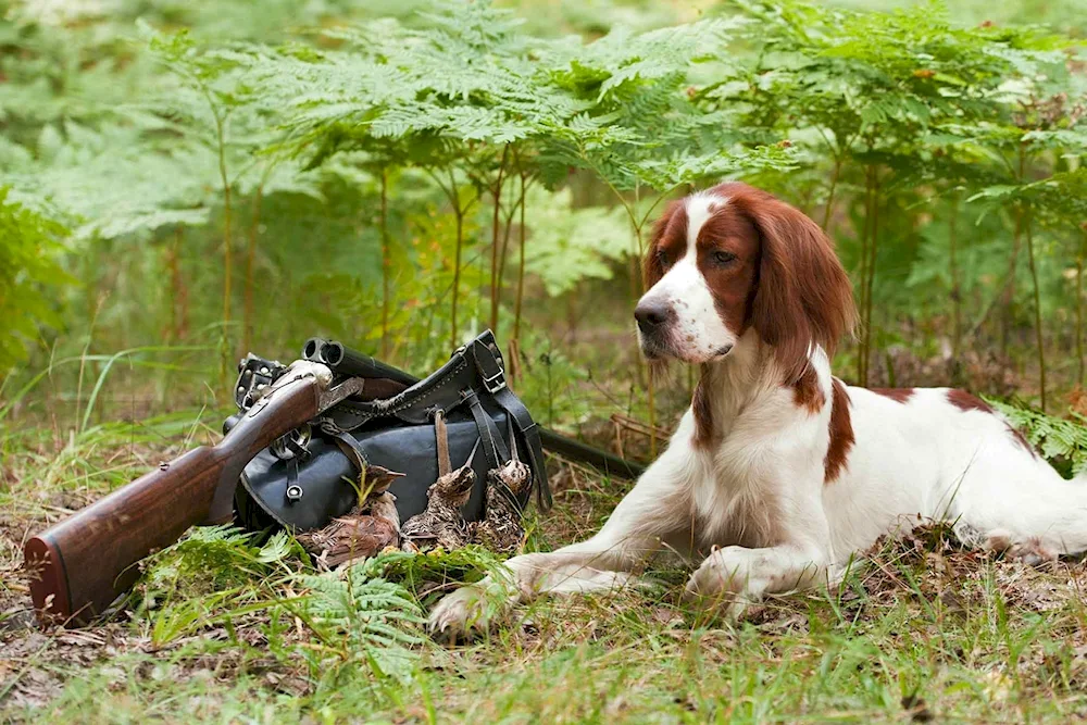 Welsh hound. springer spaniel