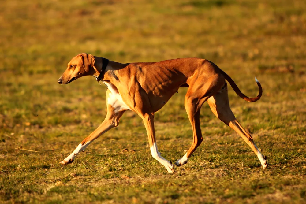 Azawak hound Azawak