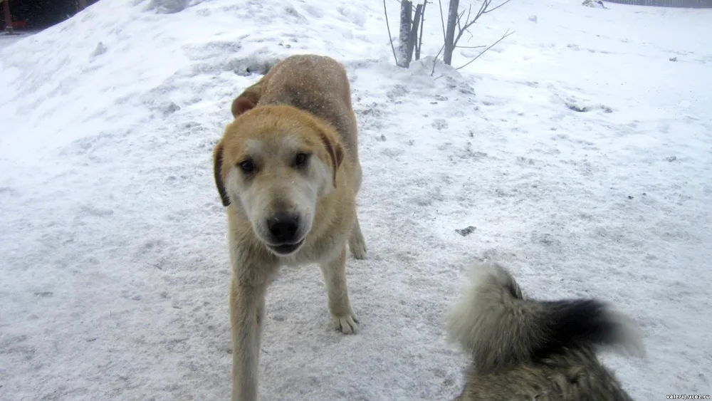 Hound husky