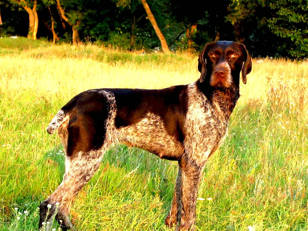 American Foxhound