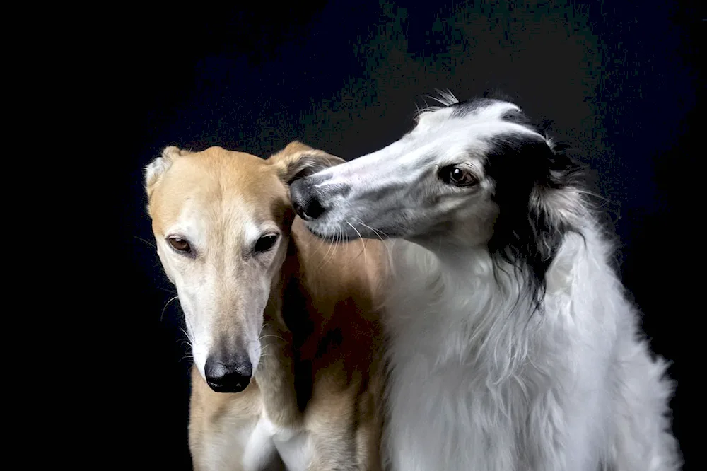 Russian greyhound greyhound greyhound breeds dogs