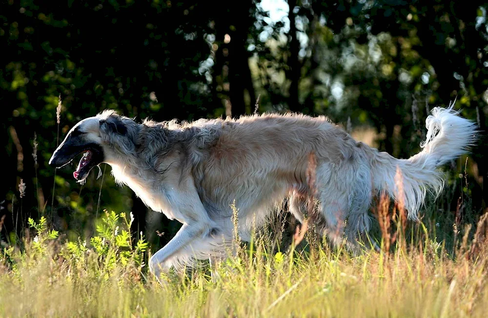 Hound Greyhound