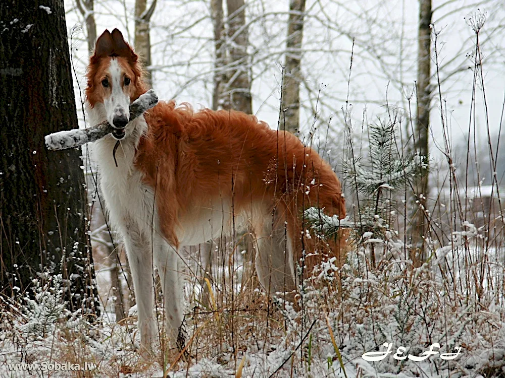 Russian Hound Greyhound white