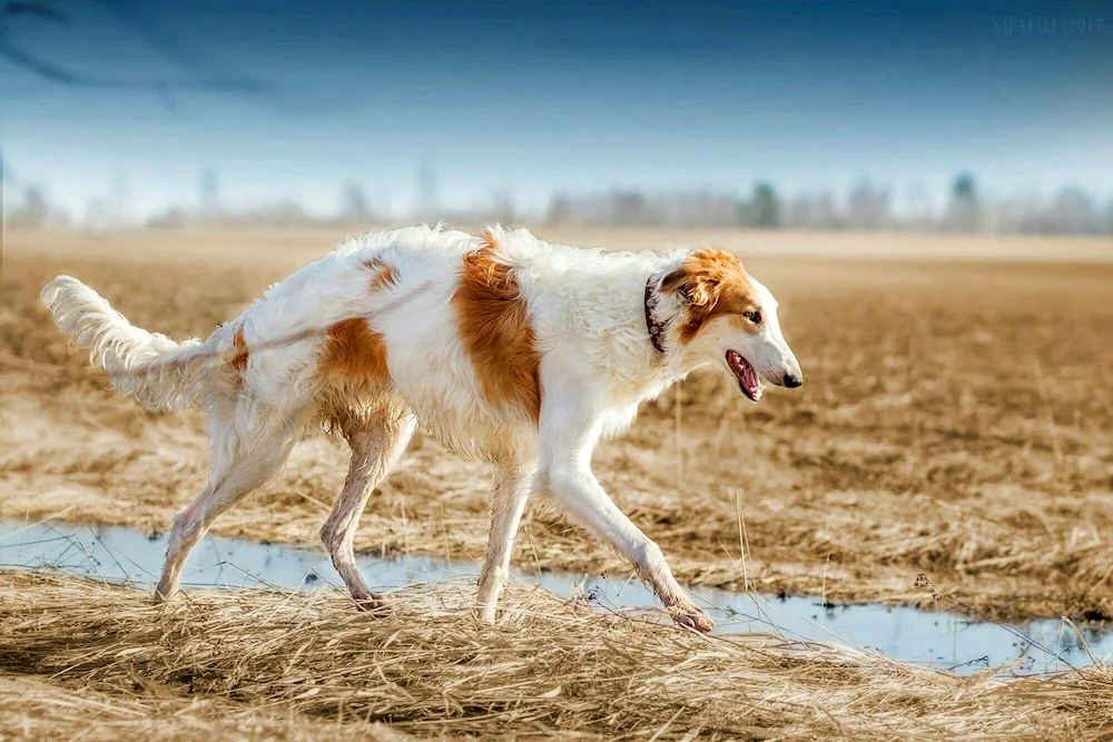 Russian greyhound dog breeds