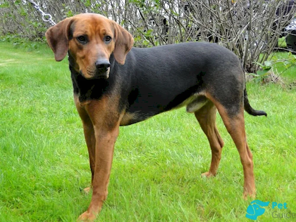 Pegaya hound