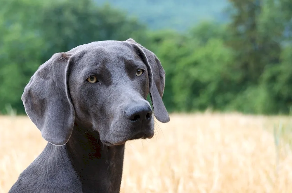 Dog squints his eye