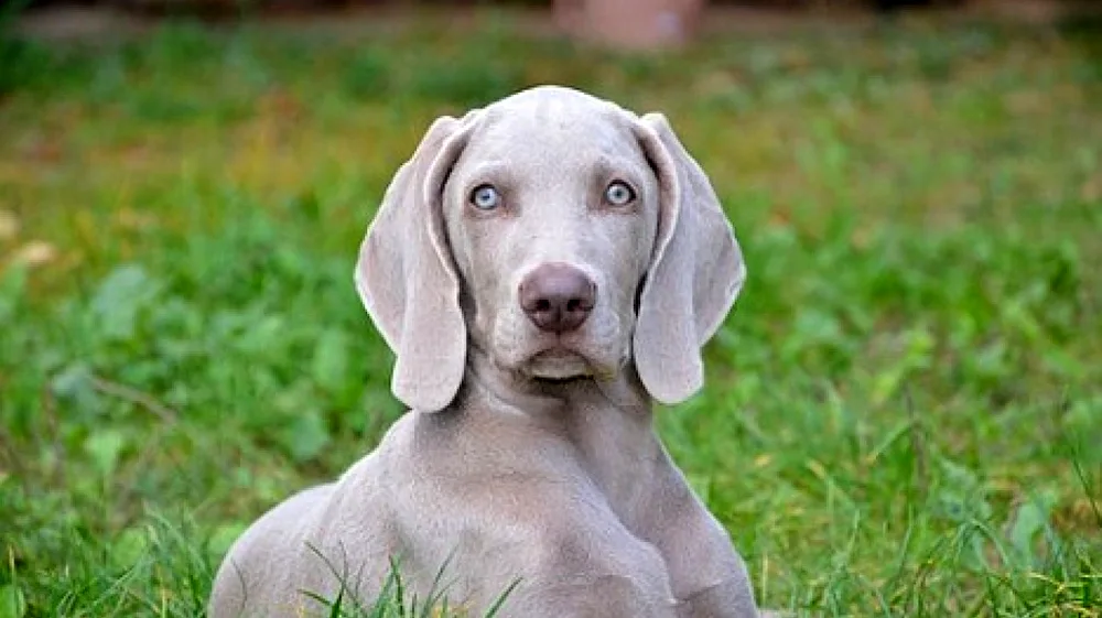 Weimaraner blue