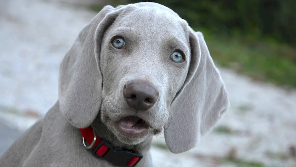 Blue Weimaraner