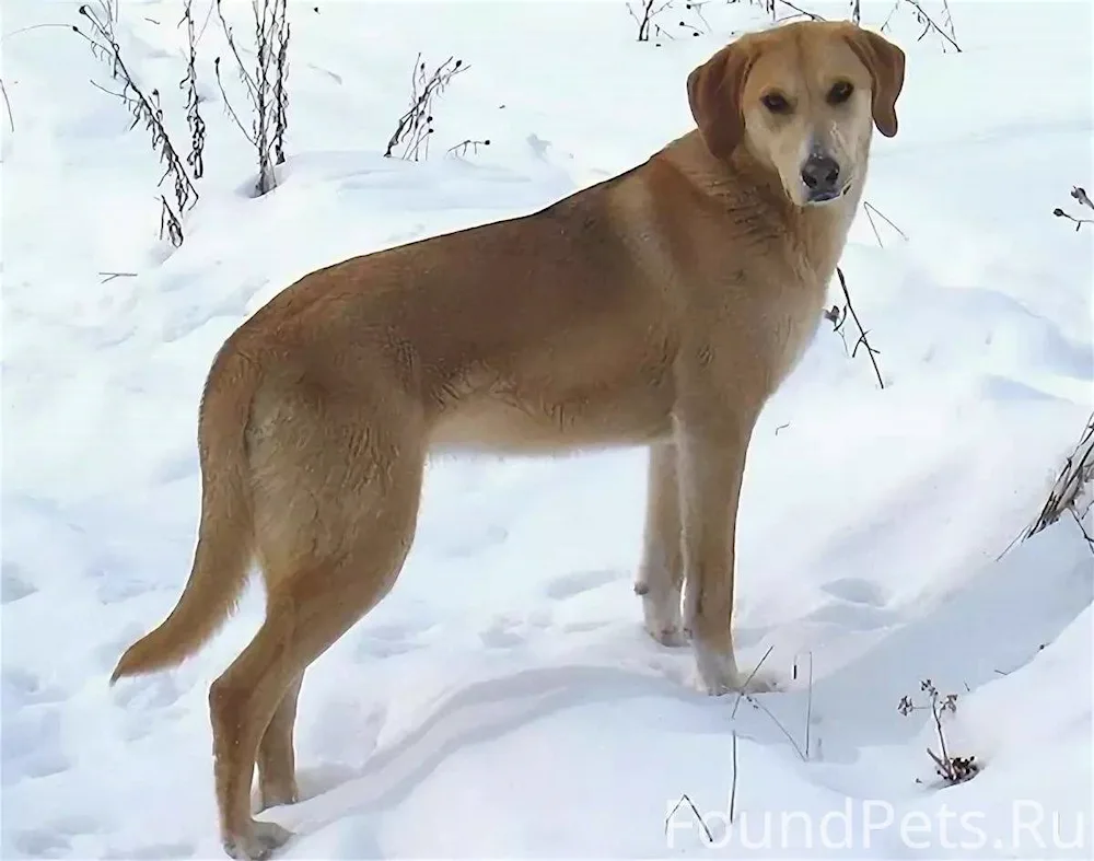 Russian Hounds