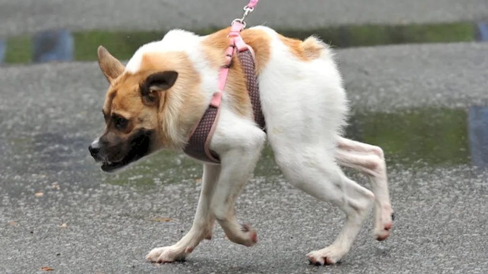 Humpy Shepherd Dog Quasimodo