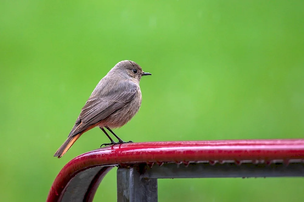 Spring bird