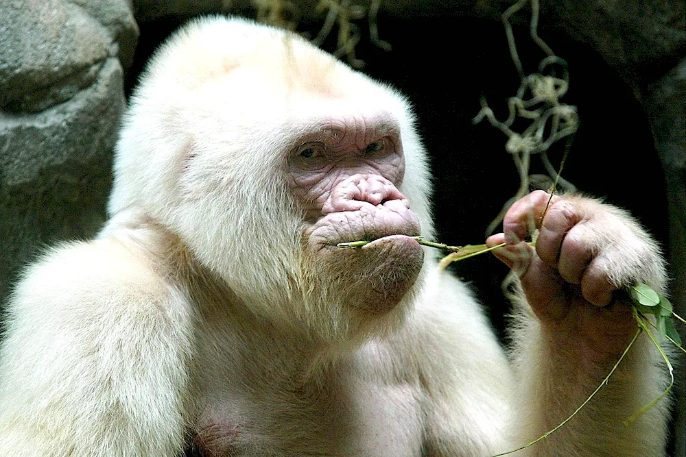 Albino gorilla