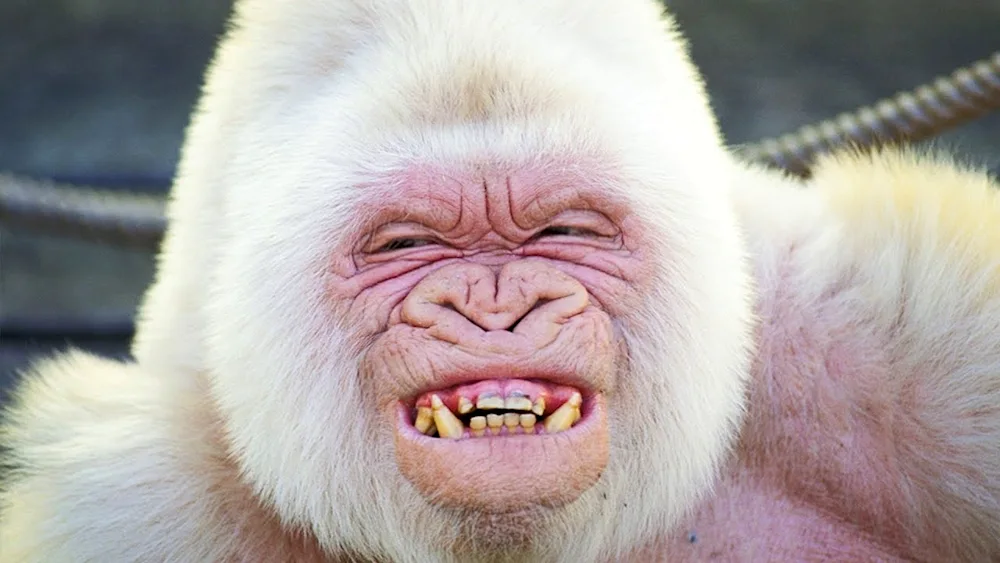 Gorilla albino