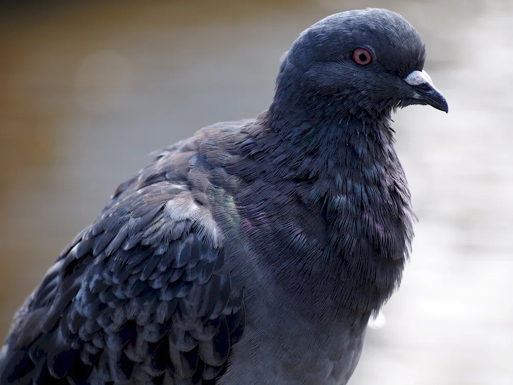 Black Throated Dove