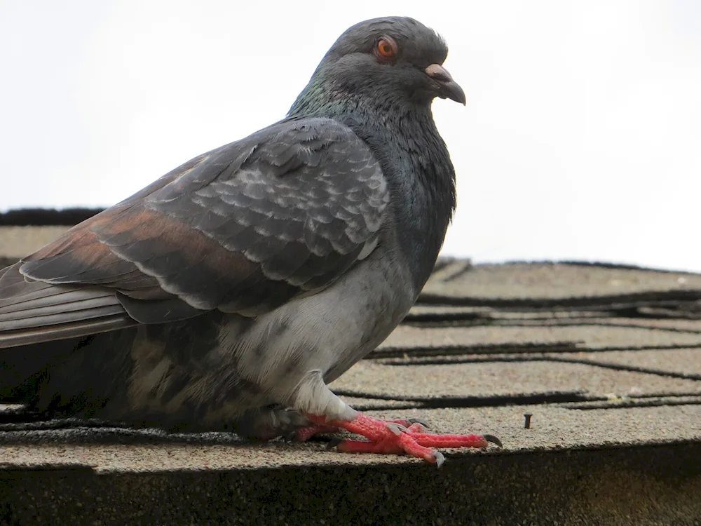 Black Throated Dove