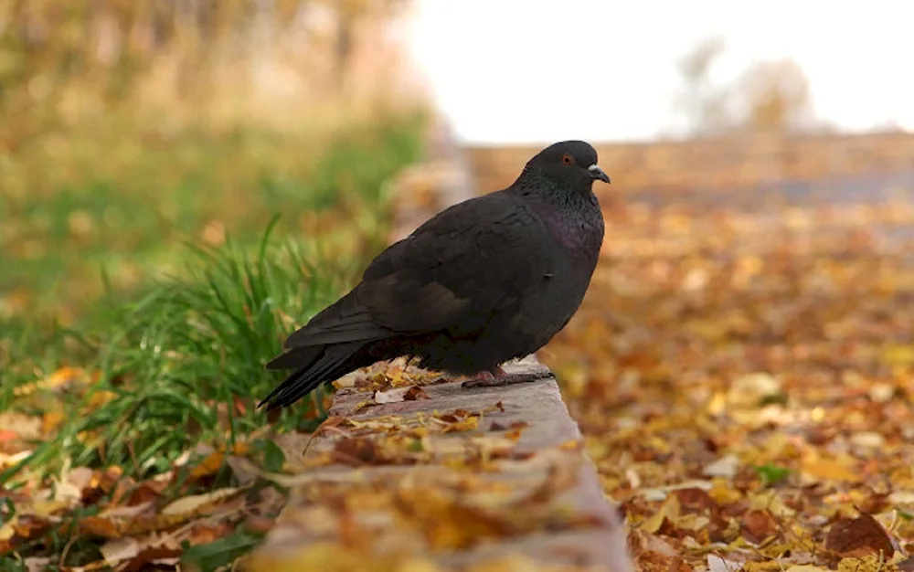 Black Throated Dove