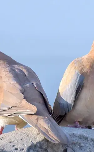 Crimean Dove