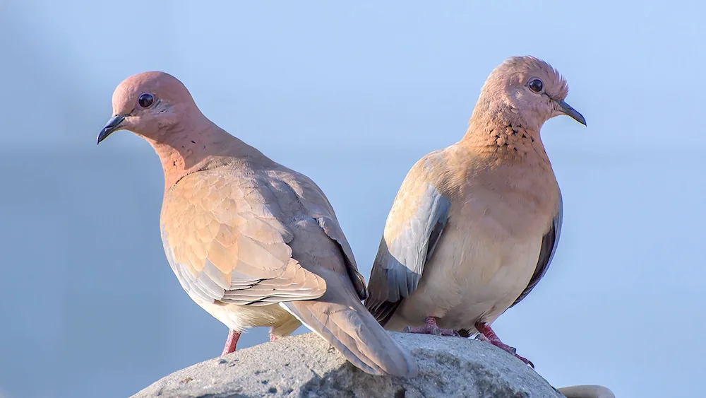 Crimean Dove