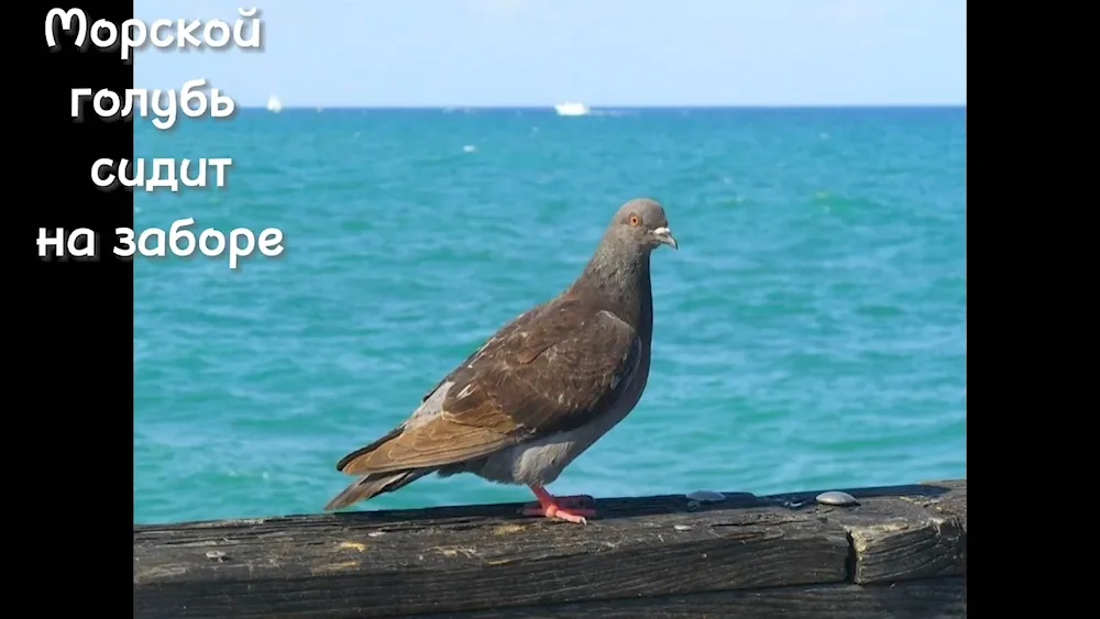 Crimean high-flying pigeons