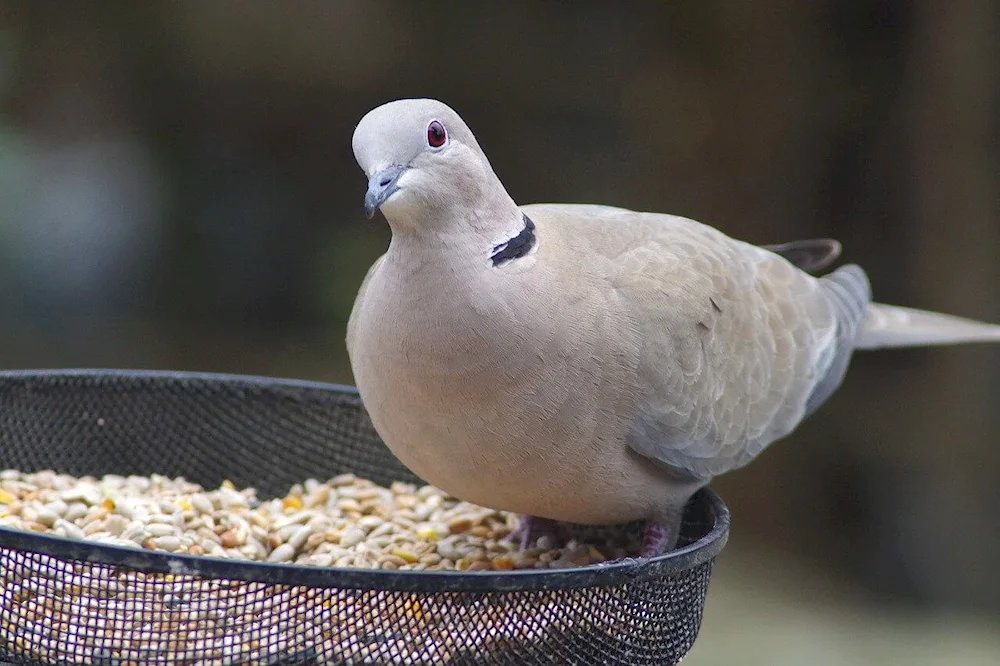 Grey pigeon Melanist