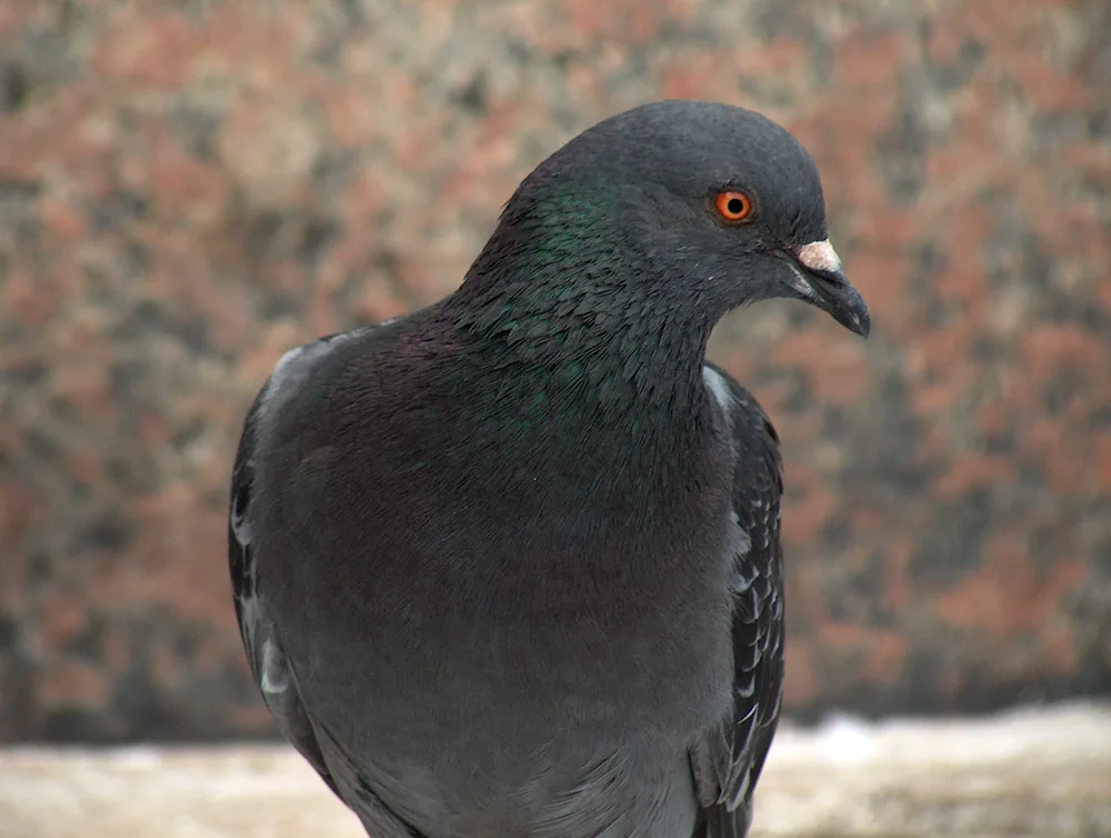 Black Throated Dove