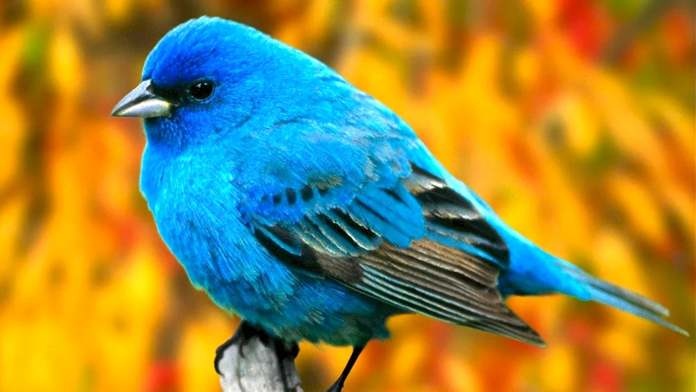 Mountain bluebird. Bunting