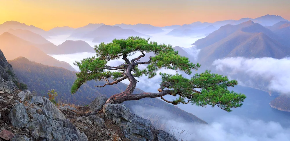 Mountain pine Baikal