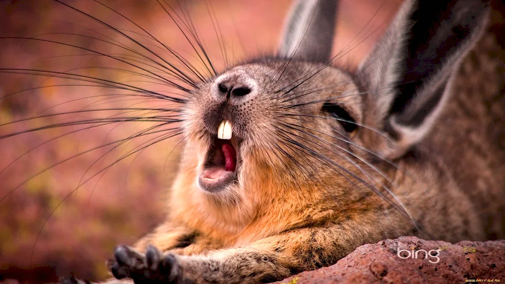 Mountain Vizcacha yawns