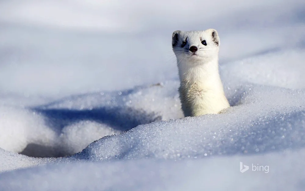 Arctic ermine