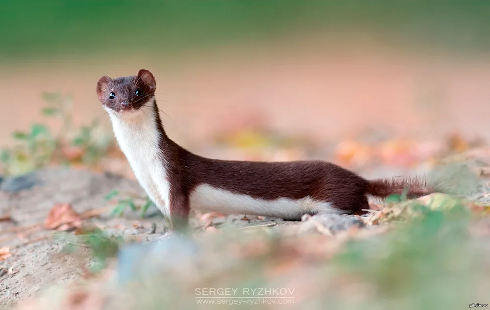 Marten weasel ermine