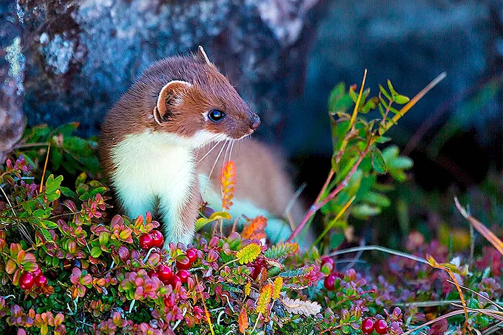 Whorntail Kamchatka