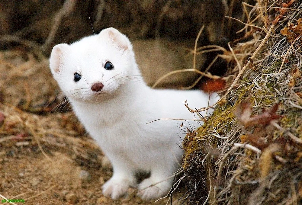 Weasel Mustela nivalis