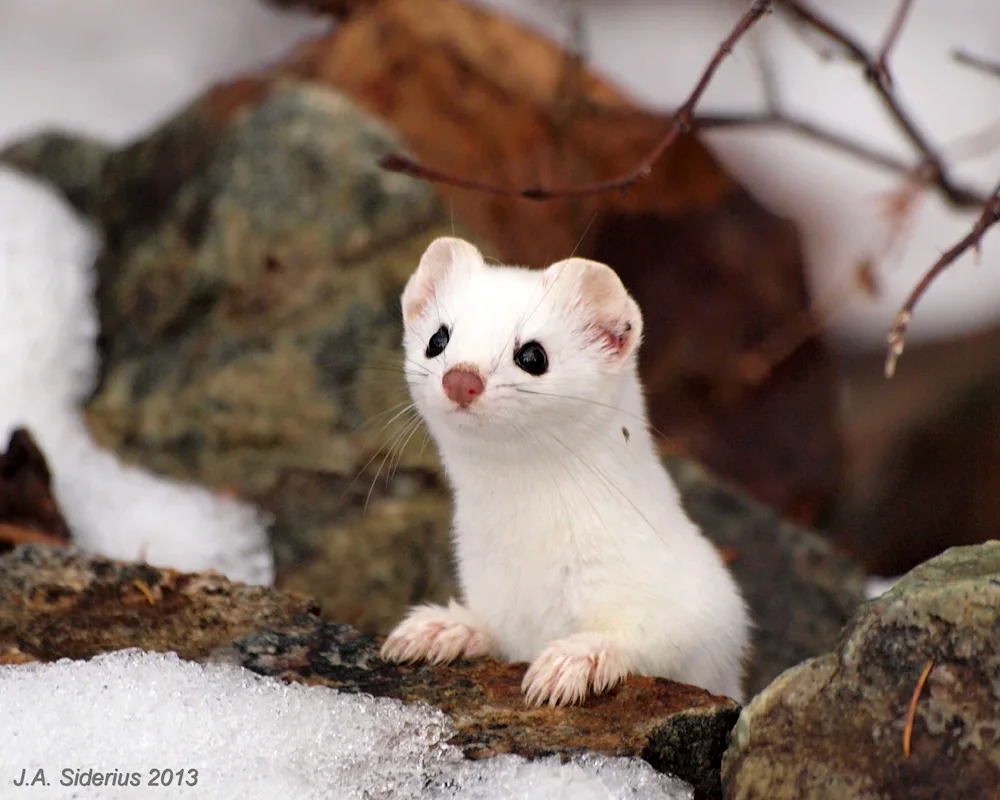 Mustela nivalis