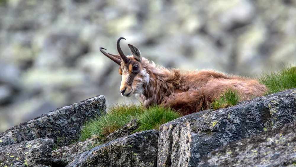 Mountain animals