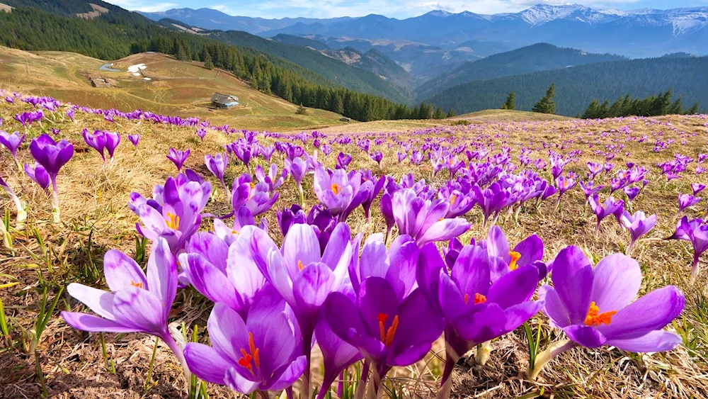 Mountain Altai Alpine Meadows