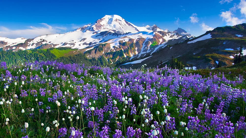 Mountain Altai Alpine Meadows