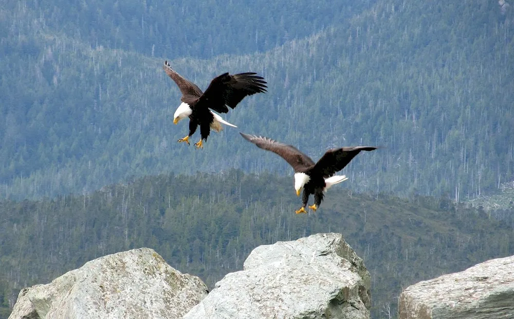 White-headed Eagle